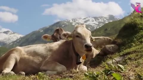 Cow Video