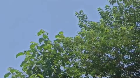 Big trees under the blue sky