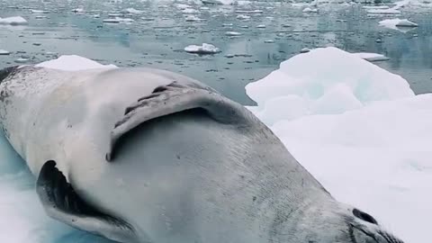 Grey Seal Wants Belly Scratches