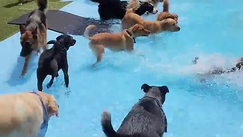 Dogs in pool