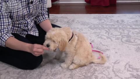 Few Simple Tricks to Teach Your Puppy To Sit and Stay