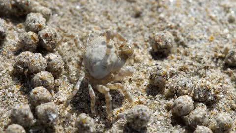 Crab making sand bubbles