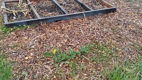 Wild Indiana Food Forest - Early Spring Composting & Walking Onion Question