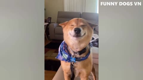 Funny video cat and dog