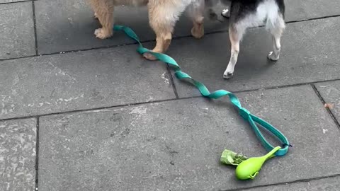 Cute mini husky bothering a sleeping dog