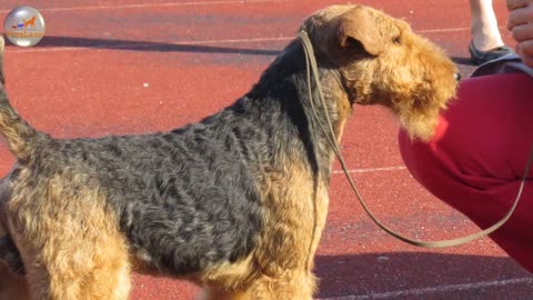 Dog Breed Airedale Terrier