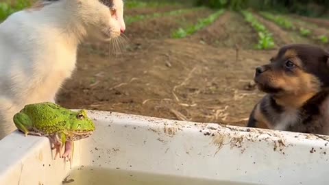 Cute Dog And Cat