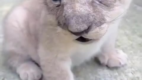 cute lion video