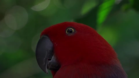 Cute parrot beautiful video and big parrot