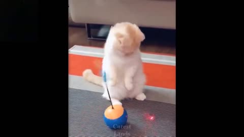 Cute and funny pets try not to laught