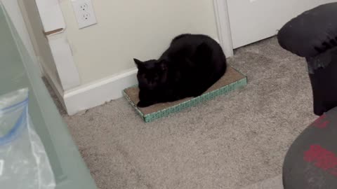 Adopting a Cat from a Shelter Vlog - Cute Precious Piper Enjoys Being an Office Tuffet Sitter