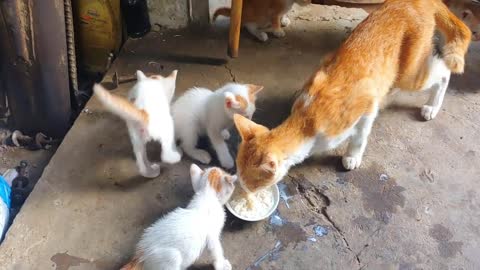 Kitten feeding session