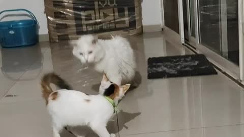 Indiancat vs Persian cat