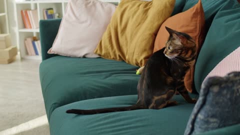 Bengal cat sitting on sofa in living room