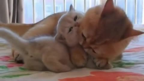 Mother Love CAT #shorts #animalworld