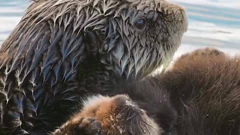 Sea otter mom twirls her baby 🦦