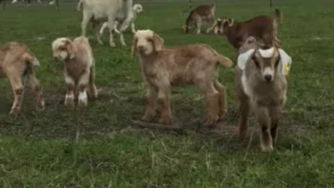 BABY GOATS PLAYING!