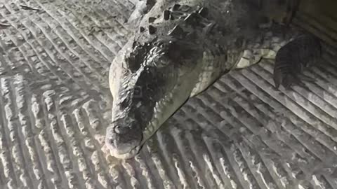 Helpless crocodile entangled