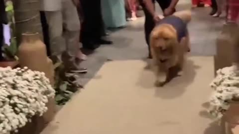 Golden Retriever Dogs are more social than we think. Because they never miss wedding.