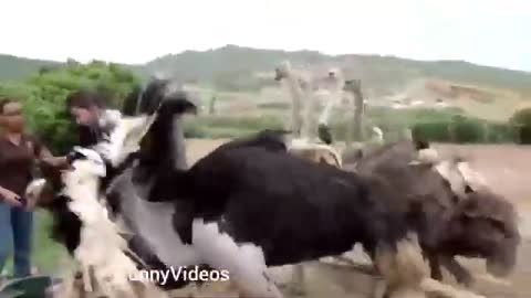 Funny Animals vs Humans