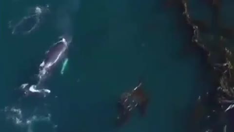 Whale sings a songs