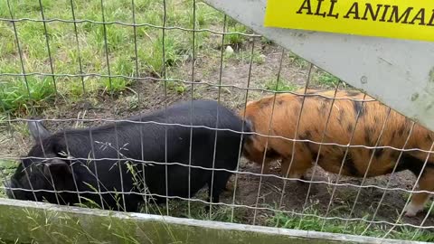 Two cutie pig pooping