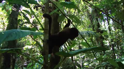 Isla de los monos, monkeys reserve