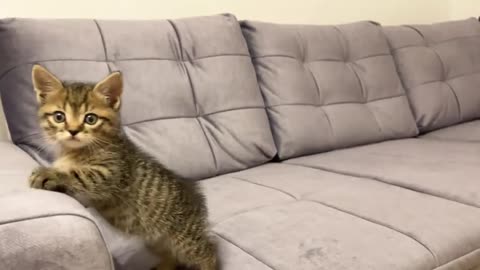 Funny_Moments_of_Cute_Baby_and_Kitten