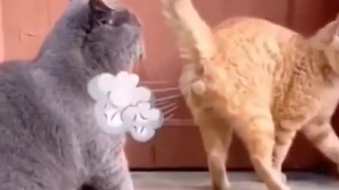 Cat Fight Each other #funny_video #fight #mostwatch #love #cat