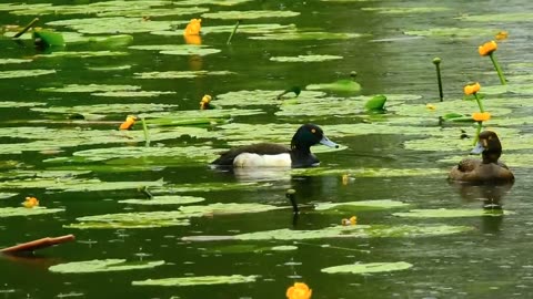 Duck in the lake