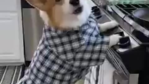 When you are dog is half corgi half chef