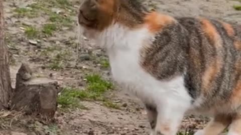 Cat funny video animal video tik tok video pet and animal short funny video