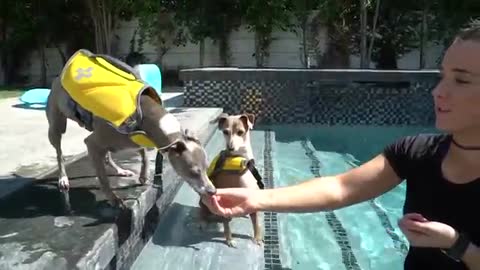 Teaching My Dogs How To Swim