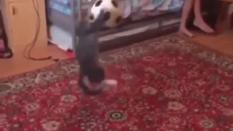 So amazing ! Ball return by cat