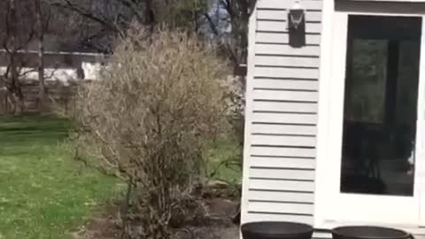 A kid is hanging off a light blue/grey house. as he jumps off his foot gets stuck on a lamp. his foot gets unstuck and he face plants on the ground and his body bends backwards.