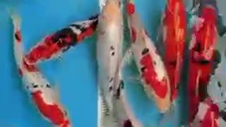 Koi fish