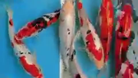 Koi fish