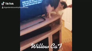 WiLlow CaT brushes own hair