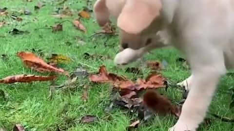 Funniest &Cutest Labrador Puppies #short Funny video