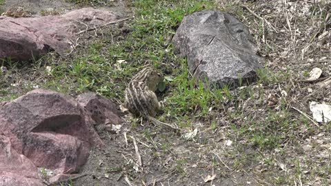 Chipmunks in Falls Park Sioux Falls South Dakota