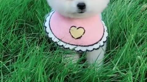 Cute and Funny Pomeranian Videos