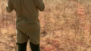 Herd of African Elephants Love Feeding Time