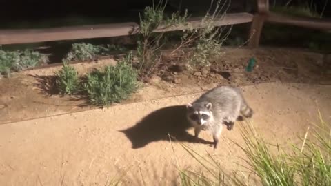 The Raccoon Power Animal