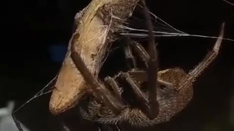 Lizard vs. Garden Orb Weaver: Battle at the Kitchen Window 🕷️🦎🕸️👀