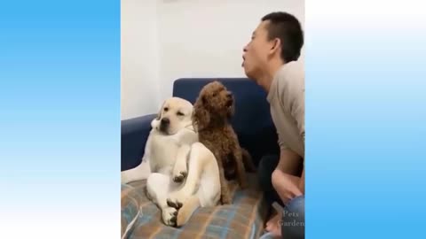 FUNNY DOG VIDEOS, TRY NOT TO LAUGH TO THEASE PETS