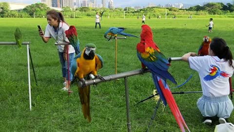 A very cool video of a group of colorful parrots in a public park