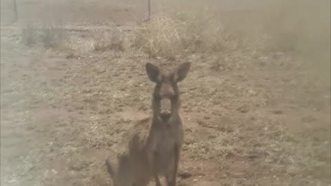 Kangaroo Turns on Man After Being Herded off Road