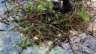 Woman hands water bird sticks to help build nest