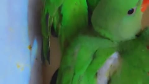 baby parrot sleeping like human baby so cute