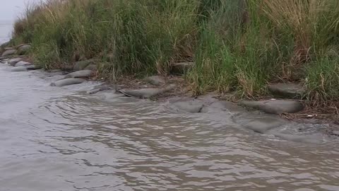 Wave of River